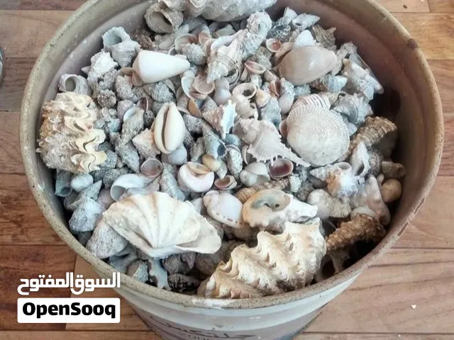 قواقع البحر الاحمر