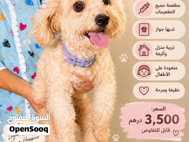 مالتيبو أنثى كيوت جداً أليفة وتربية منزل سعرها 3500 درهم قابل للتفاوض