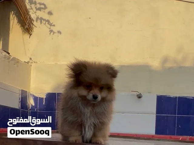 جرو بومارينياً اكس اسمول