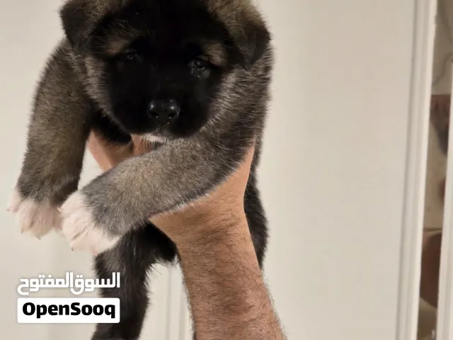Female akita puppy is here!!!!