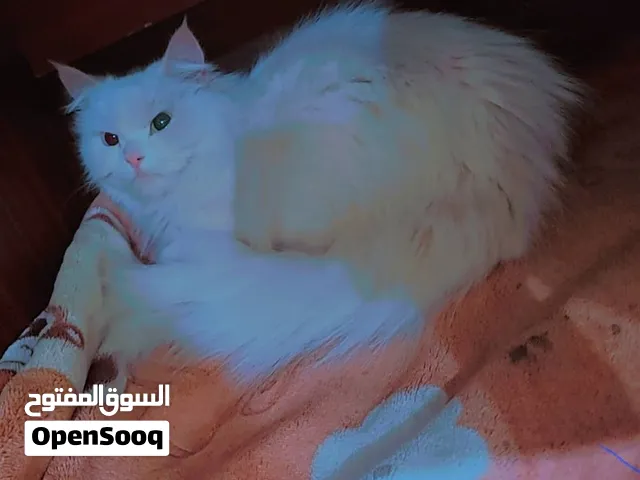 قطه شرازي طالبه قط لتزاوج
