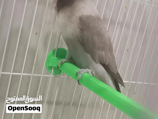 فيشر أسود أبيض