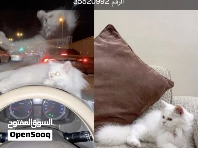 قطة للتبني