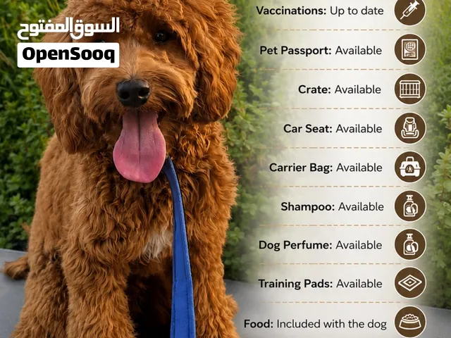 Male- Toy poodle - 9 Month- Friendly and  Cute  he trained on basic