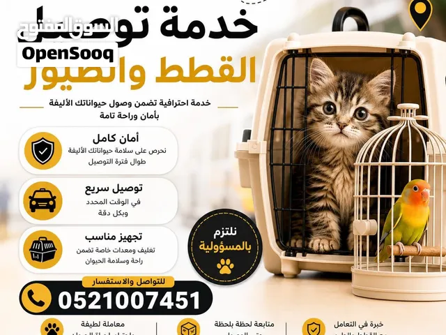 توصيل قطط وحيوانات اليفه داخل الامارات من الباب الى الباب خدمة آمنه وسريعه