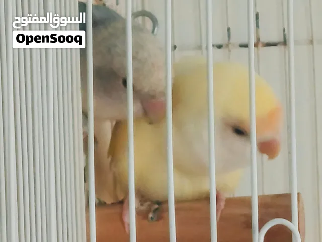زوج روز منتج love bird لاڤبيرد أبيض  روز أصفر