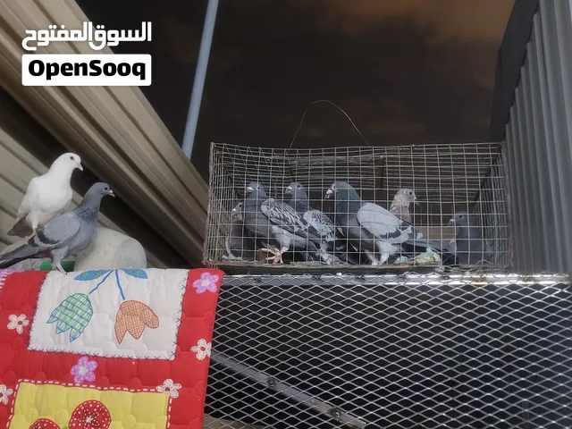 حمام زاجل طبات