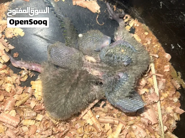 متوفر روز ترويض زوز طروف سعر 80دينار للطرف