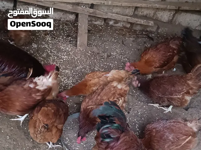 دجاج رود امريكي