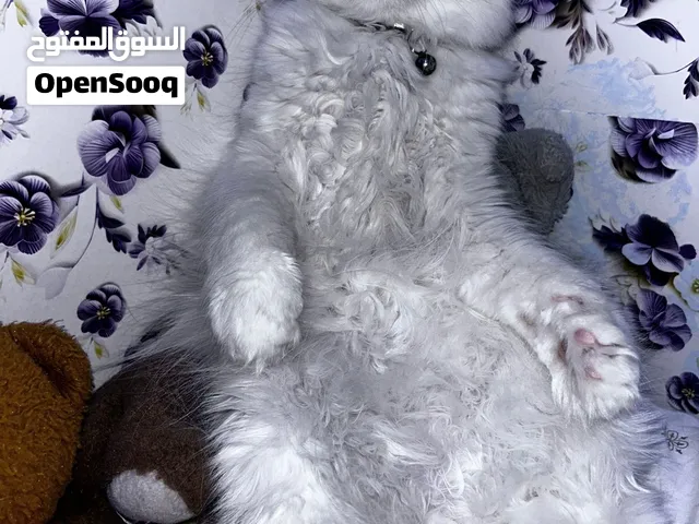 His name Milo Turkish Anggola 7 months old