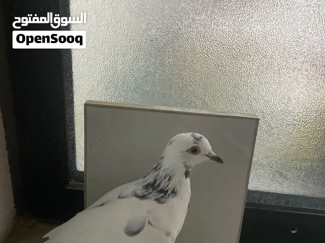 حمام زاجل اصيل بيضه وا سودها
