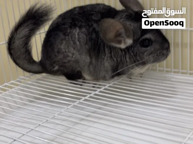 للبيع شانشيلا أنعم فروه في العالم