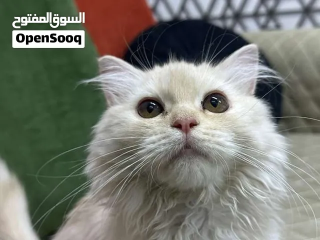 قطه صغيره عمره 4شهور