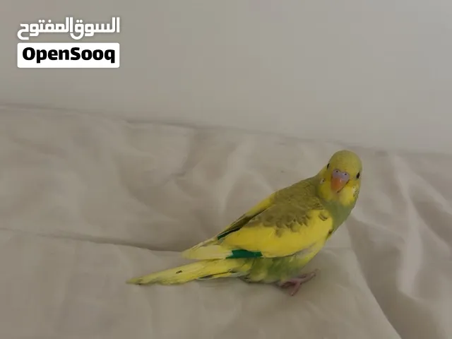 Yellow Budgie bird