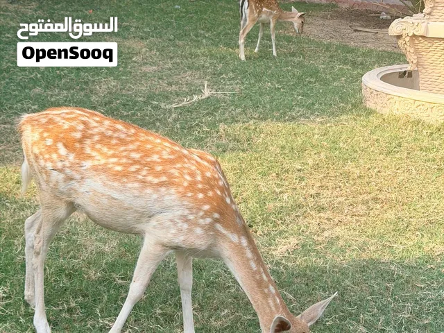 غزلان ذكر وأنثى  وغزال ذكر عمره 4 اشهر