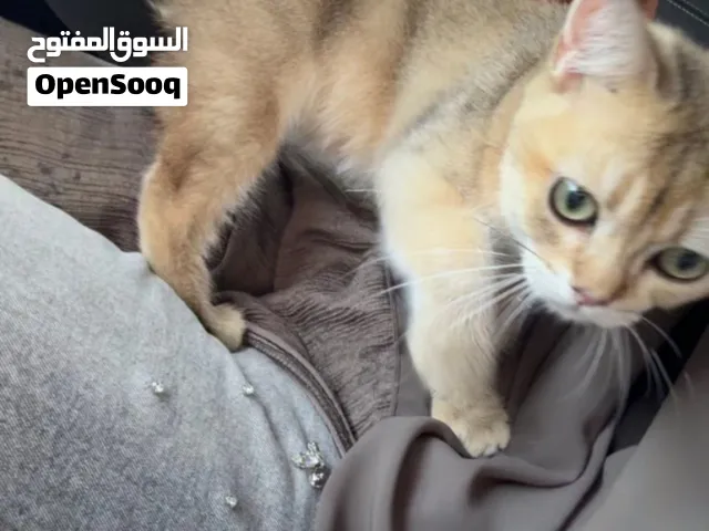 بريتيش شورت هير (British shorthair )