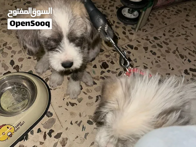 كلب زينة شيهتزو