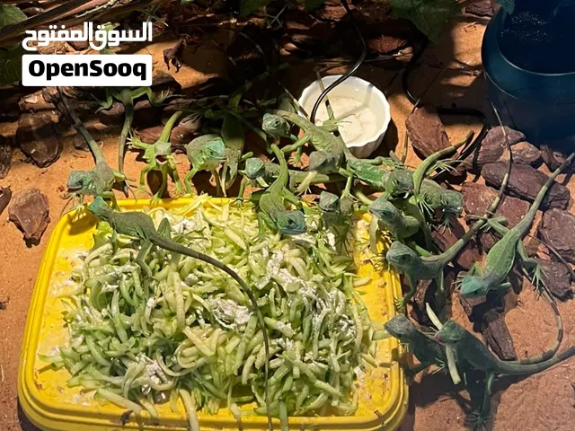 قوينا اليفه جدا ومؤامنه للاطفال