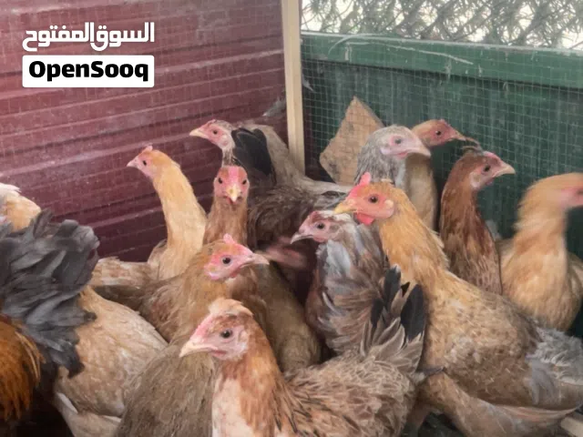 دجاج سيافي