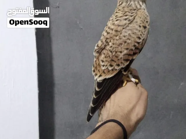 متوفر جميع انواع طيور الجارحه