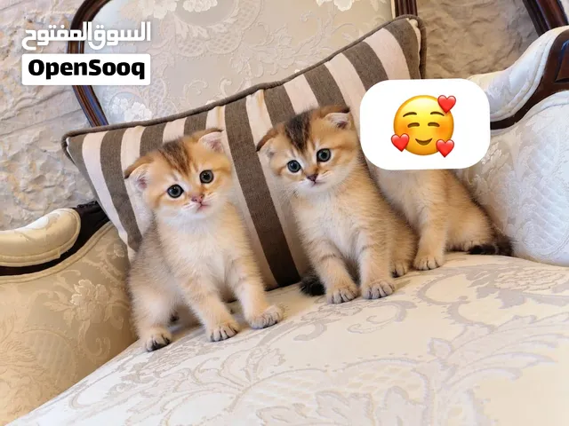 سكوتش فولد