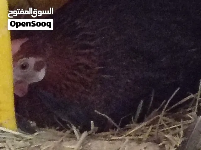 دجاجه كاركه