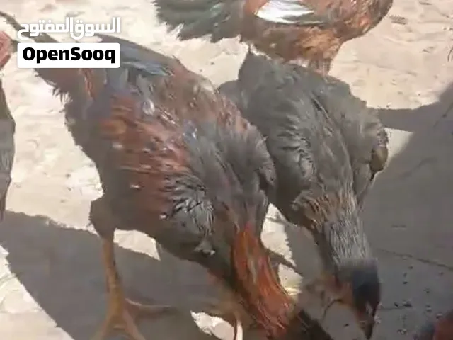 ديك عدد  5 عمرة 6 أشهر