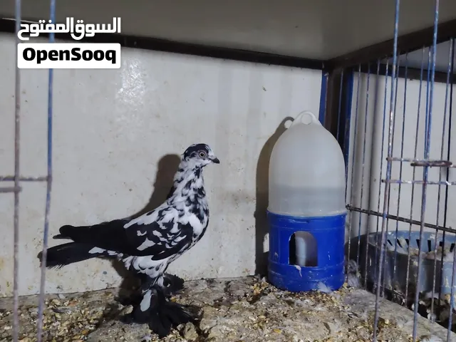 جوزين وطيره