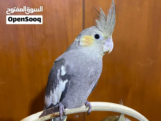 كوكتيل اليف طينه ياكل وحده تبزيري توه يدردم