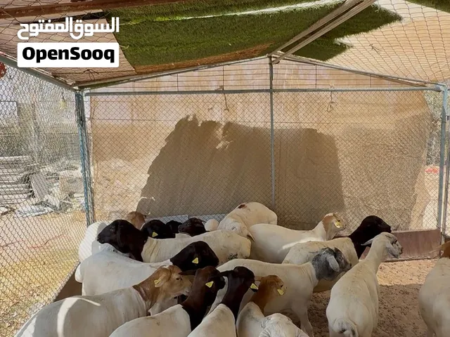 أغنام بيرشن بيور
