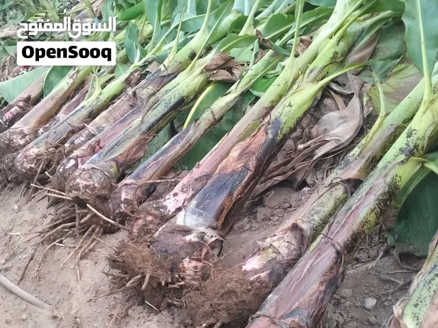 شتلات موز ميلندي ممتازات بالرخص