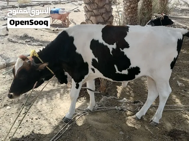 لبيع ثور عمره سنه وست اشهر
