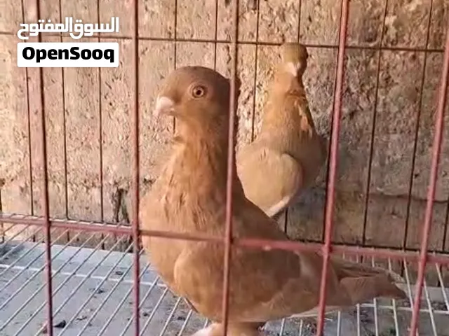 إنجليزيات صفر