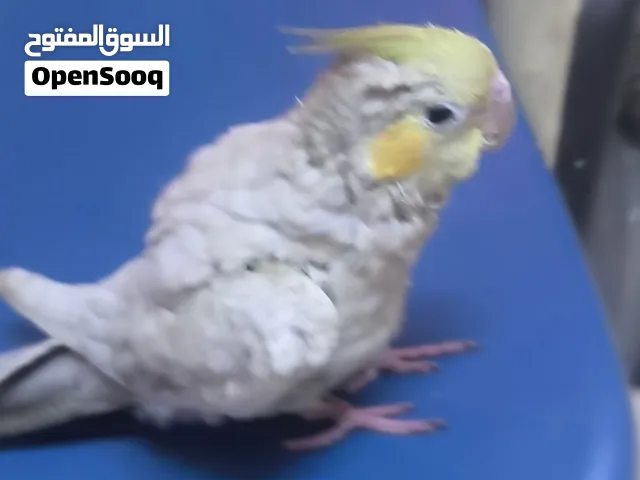 للبيع ببغاء كوكتيل اليف عمره 6 اشهر