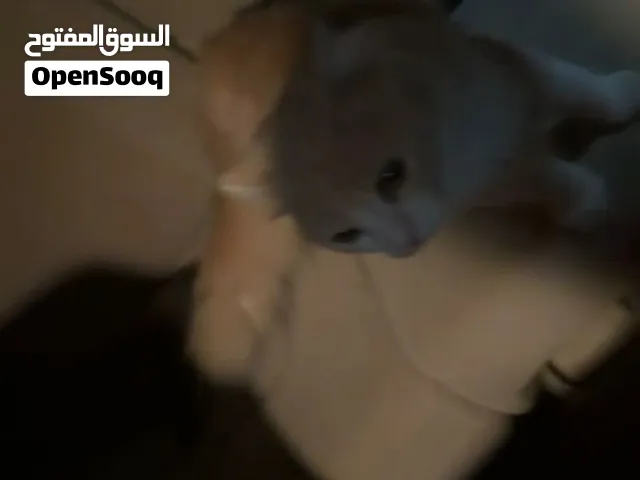 قطط شيرازي منزلية