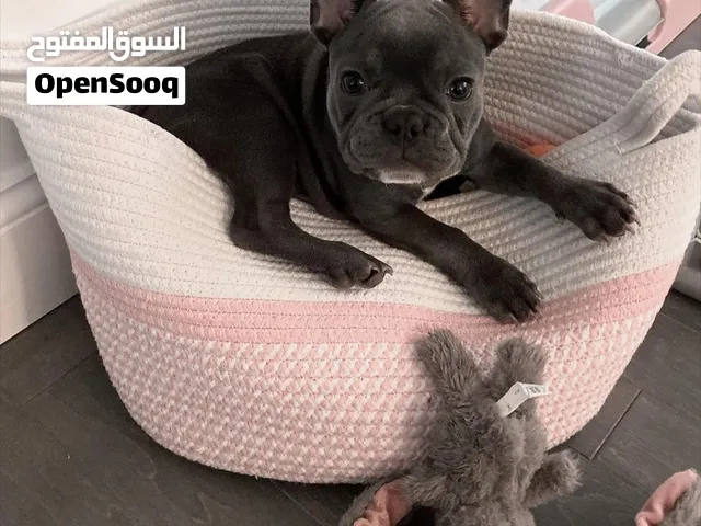 French Bulldog puppies rehoming