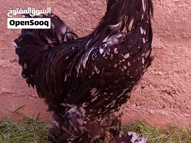 متوفر ديك بلاك مولتد نخب اول