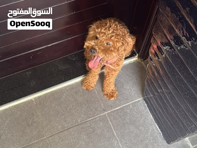 توي بودل ذكر