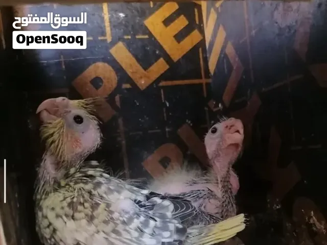 فرخ كوكتيل اللون واضح في الصوره