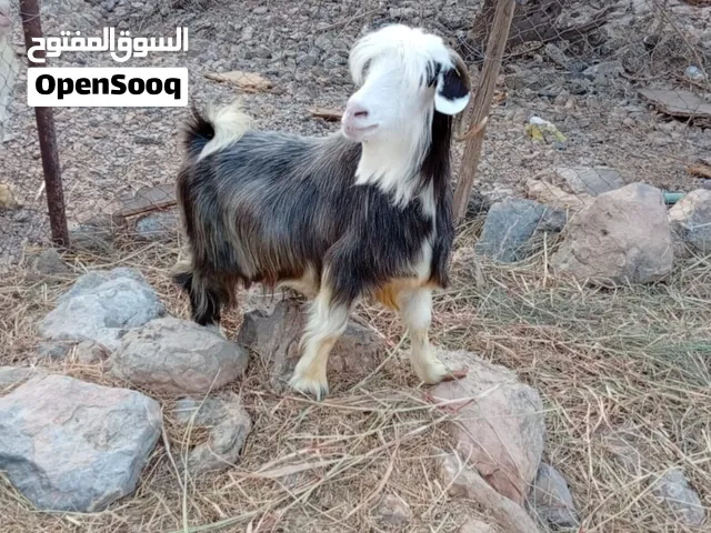 ما شا الله تبارك الله شاه صنف من حلال الرحوب