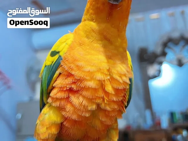 صن كنيور شمسي اليف طينه صيحه يجيك بيه كلام  بوسه تعال كوكو منو هواي دردم  جنح ذيل كامل