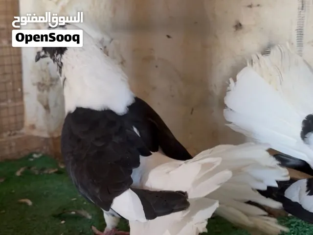جوز مطبع كركند