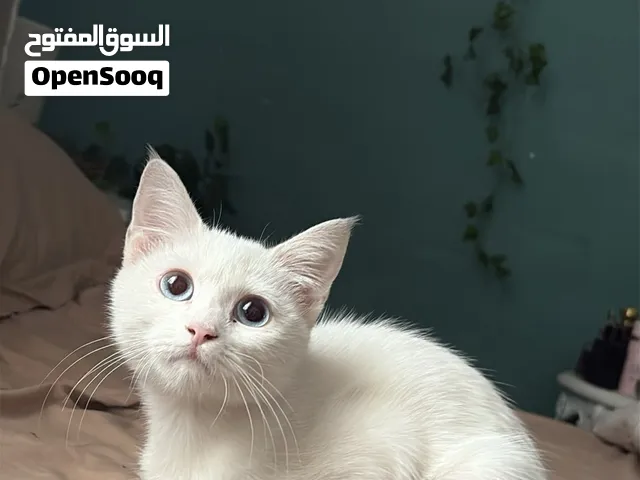 قط للتبني ابيض قصير الشعر العمر 6 اشهر صغير منزلي في بغداد