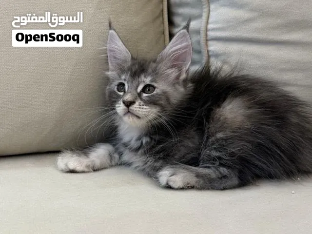 Male Mainecoon