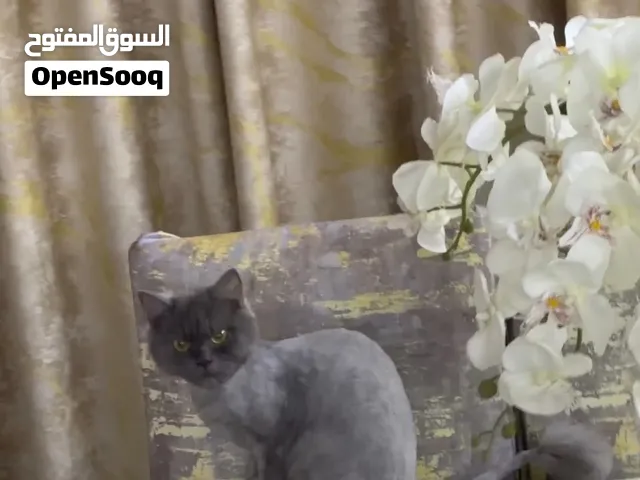 قطوة رصاصية انثى حامل من اسكوتش فول للتبني