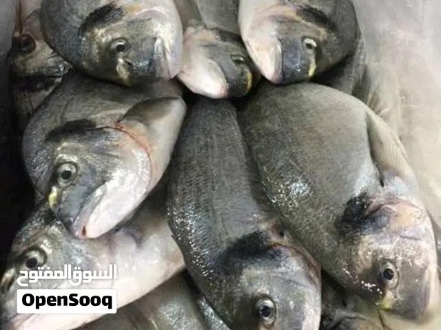 يوجد يوجد لدينا اسماك بحريه وسمكه دينيس هامور ابوالعبد للاسماك