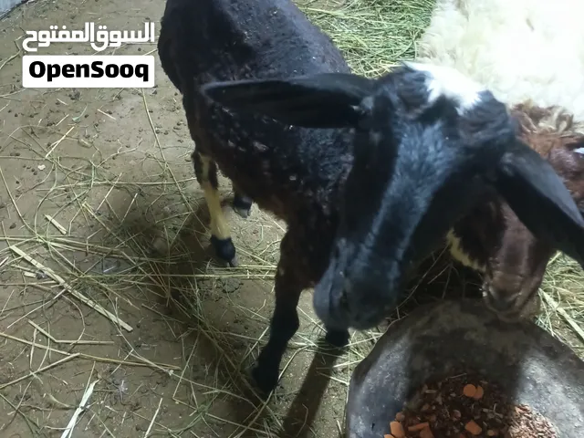 بلديه لباني عمر سبع شهور