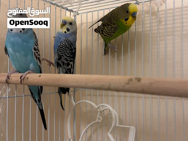 ثلاثه طيور للبيع birds for sale 3