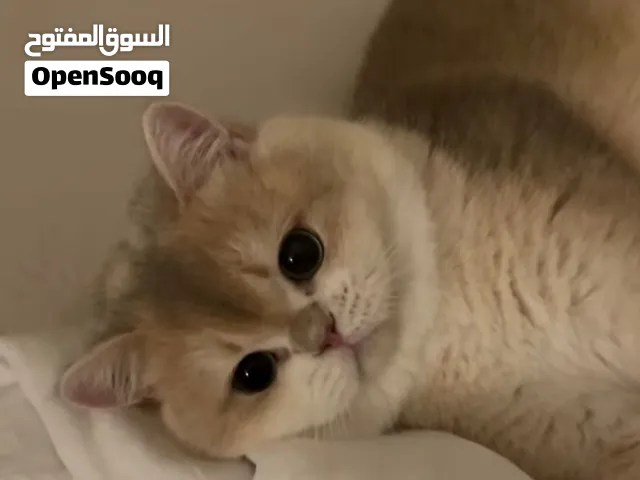قطة  بريتش للبيع ملقحة