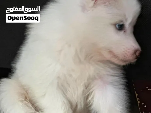 كلاب سامويد العمر ثلاث أسابيع السعر 200 للكلب الواحد